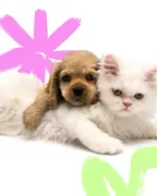 Cocker spaniel puppy resting on a fluffy white Persian cat