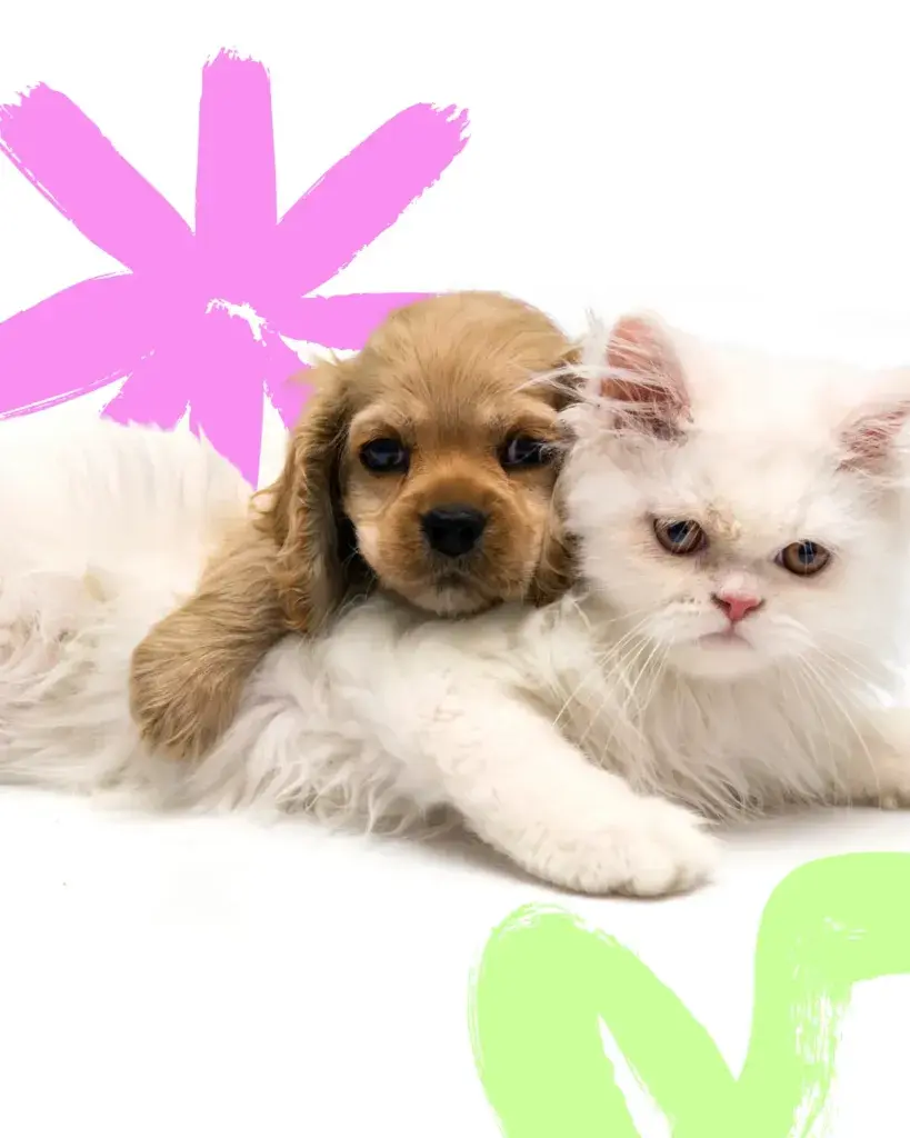 Pet wellness, dog chews, and cat supplements on Shopify